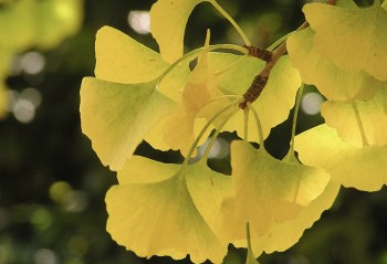 octoberginkgo03
