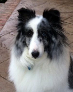 Sophie (Our Clown Dog) April 28, 2002-April 14, 2015