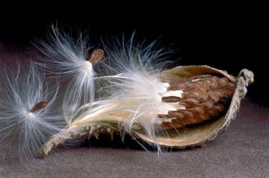 Milkweed-Seedpod-II.jpg