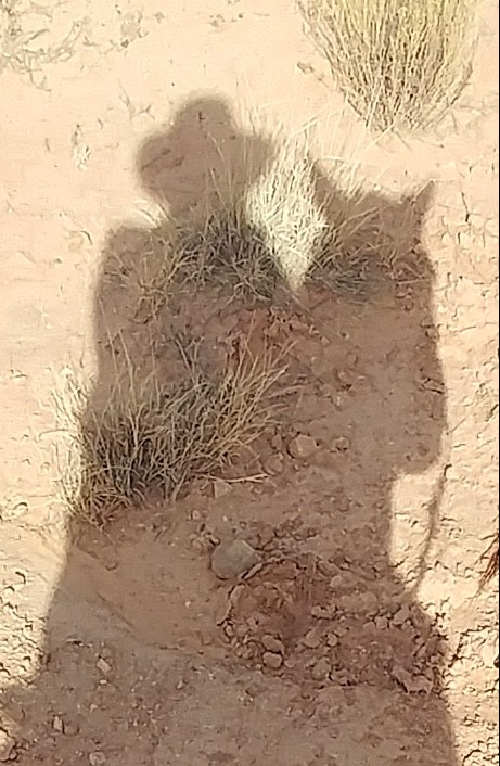 860A539D-F26C-4B66-9C06-11B95B71F1ED